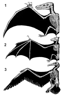 [three skeletons each with the left wing outstretched and the outline of the wing shaded in. The skeleton labeled 1 is of a pterodactyl; that labeled 2 is a bat; and that of 3 is a bird.]